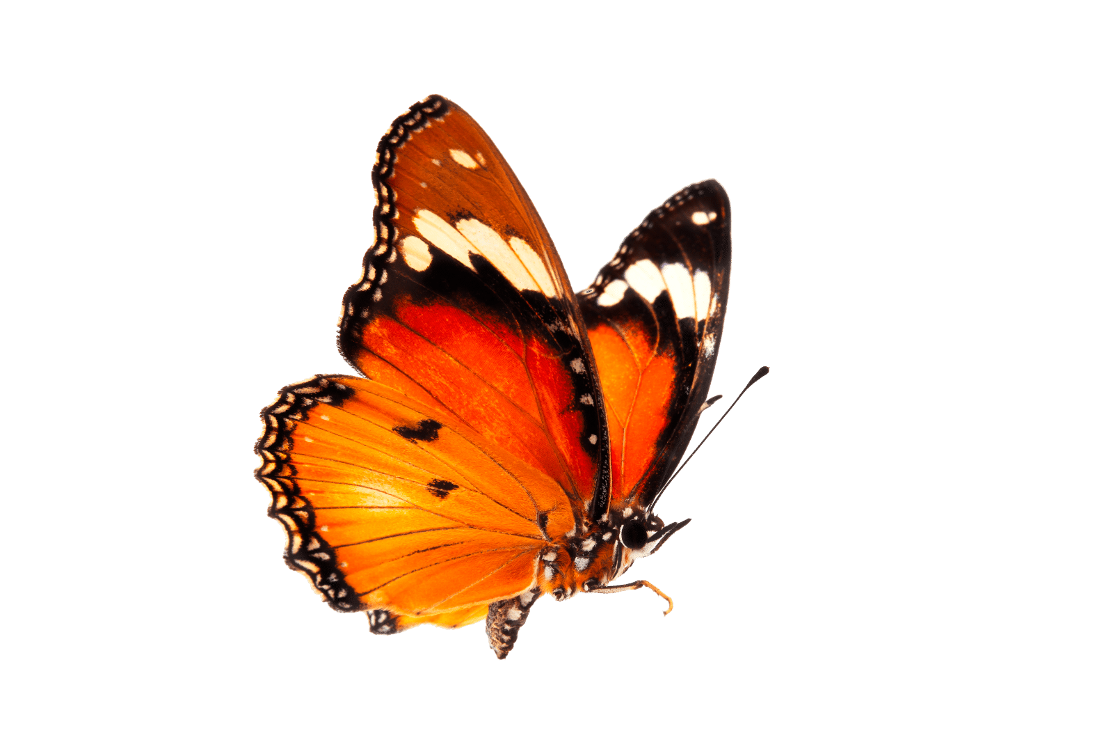 Vlinder
