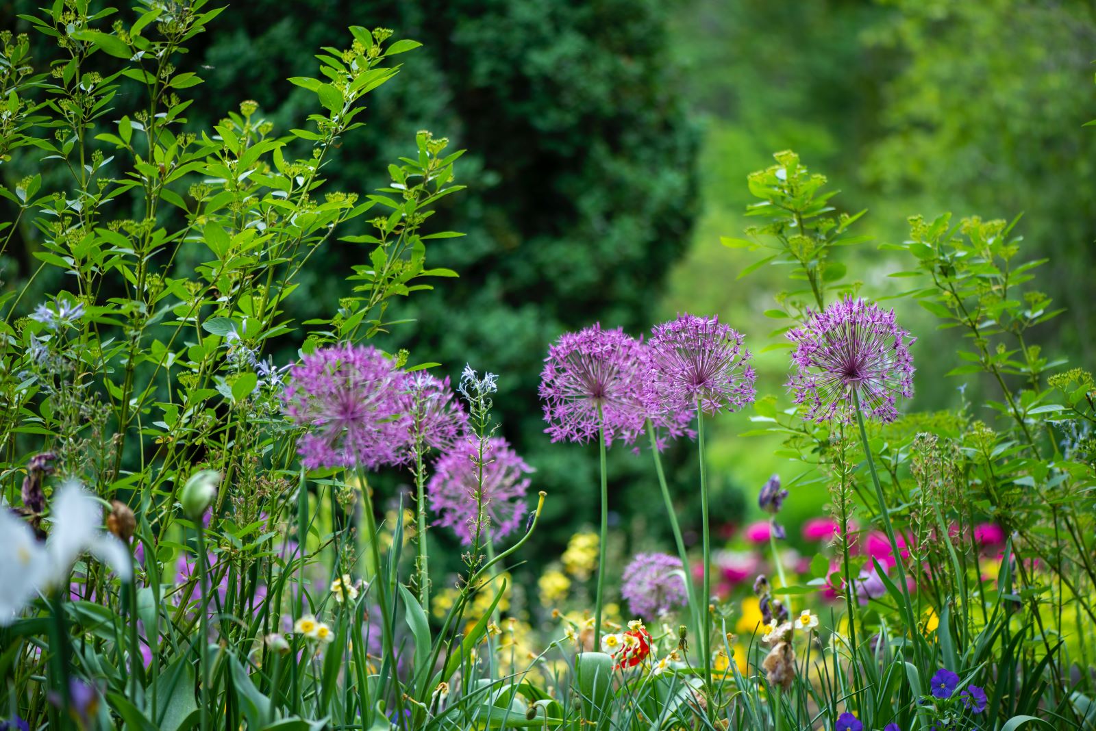 bloeiende tuin