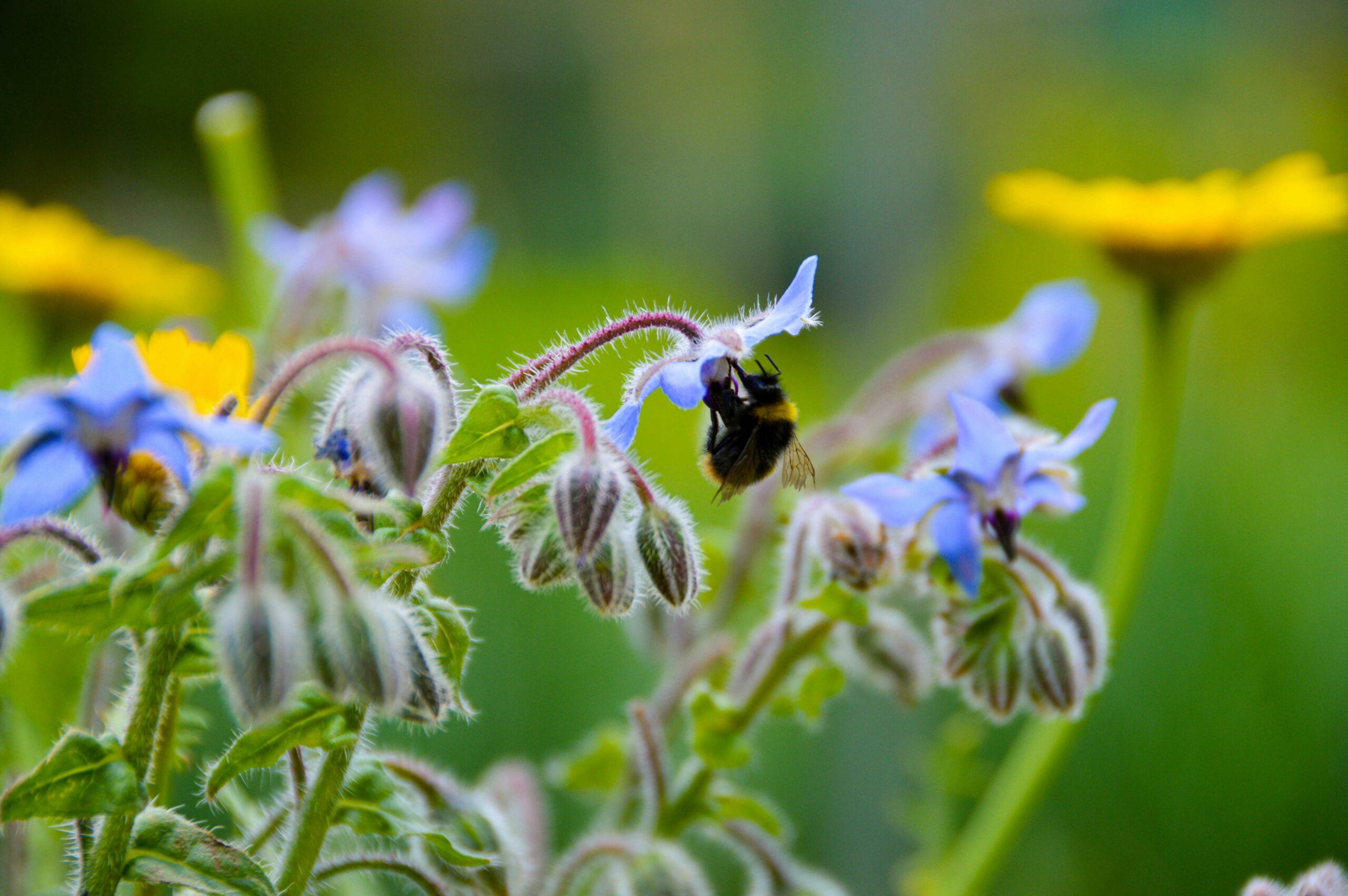 daans-ecotuinen-henry-perks-WOUCHo4zlDg-unsplash
