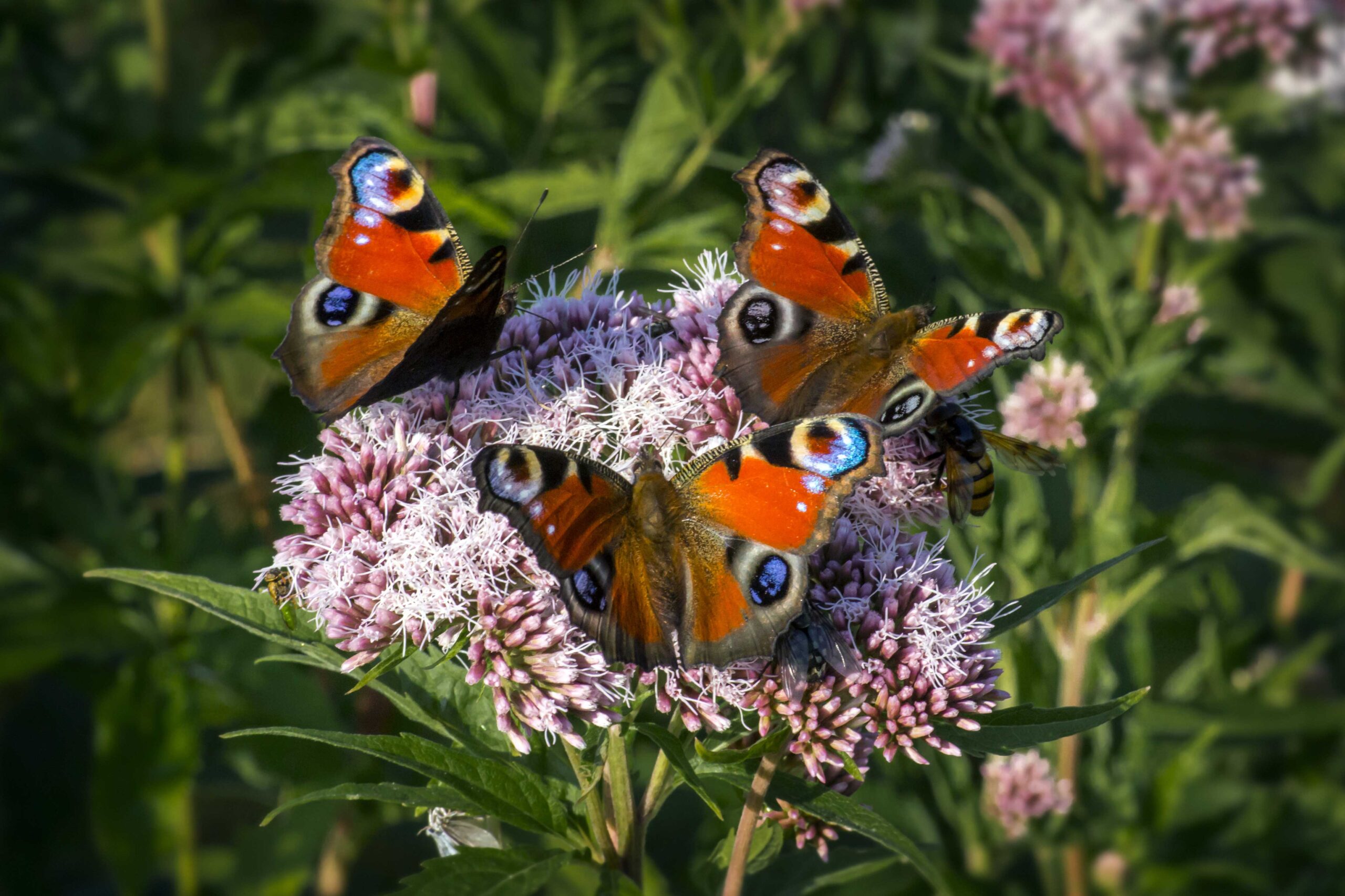 daans-ecotuinen-multicolored-butterflies-close-up